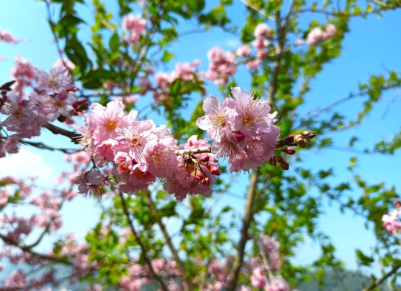 八卦茶園：必遊景點推薦