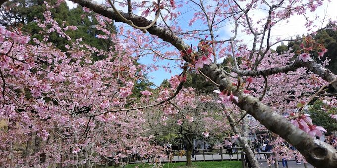 【2025】不可錯過的阿里山櫻花季｜必知觀賞熱點與攻略