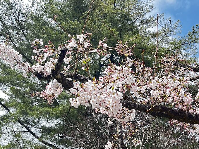 【2025】不可錯過的阿里山櫻花季｜必知觀賞熱點與攻略