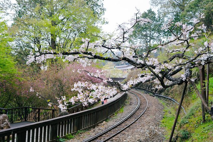 【2025】不可錯過的阿里山櫻花季｜必知觀賞熱點與攻略