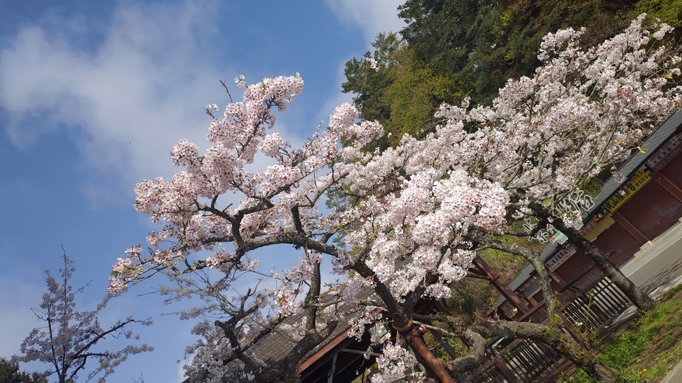 【2025】不可錯過的阿里山櫻花季｜必知觀賞熱點與攻略