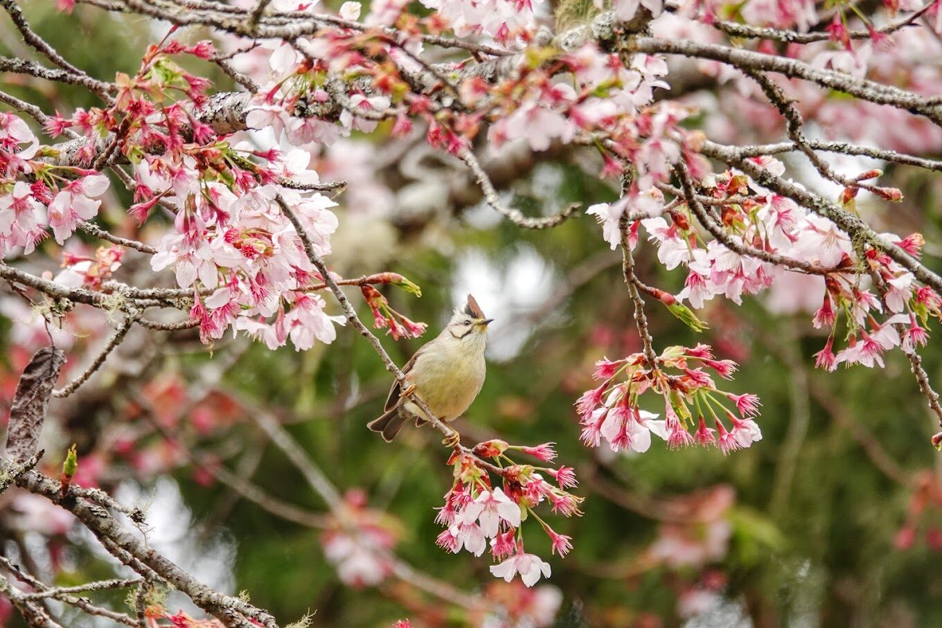 【2025】不可錯過的阿里山櫻花季｜必知觀賞熱點與攻略