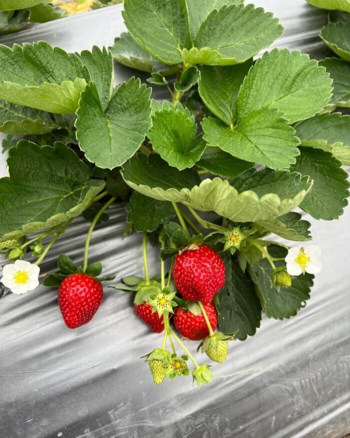 【2025春季】不可錯過的台灣採草莓景點｜享受自然美景與甜美滋味