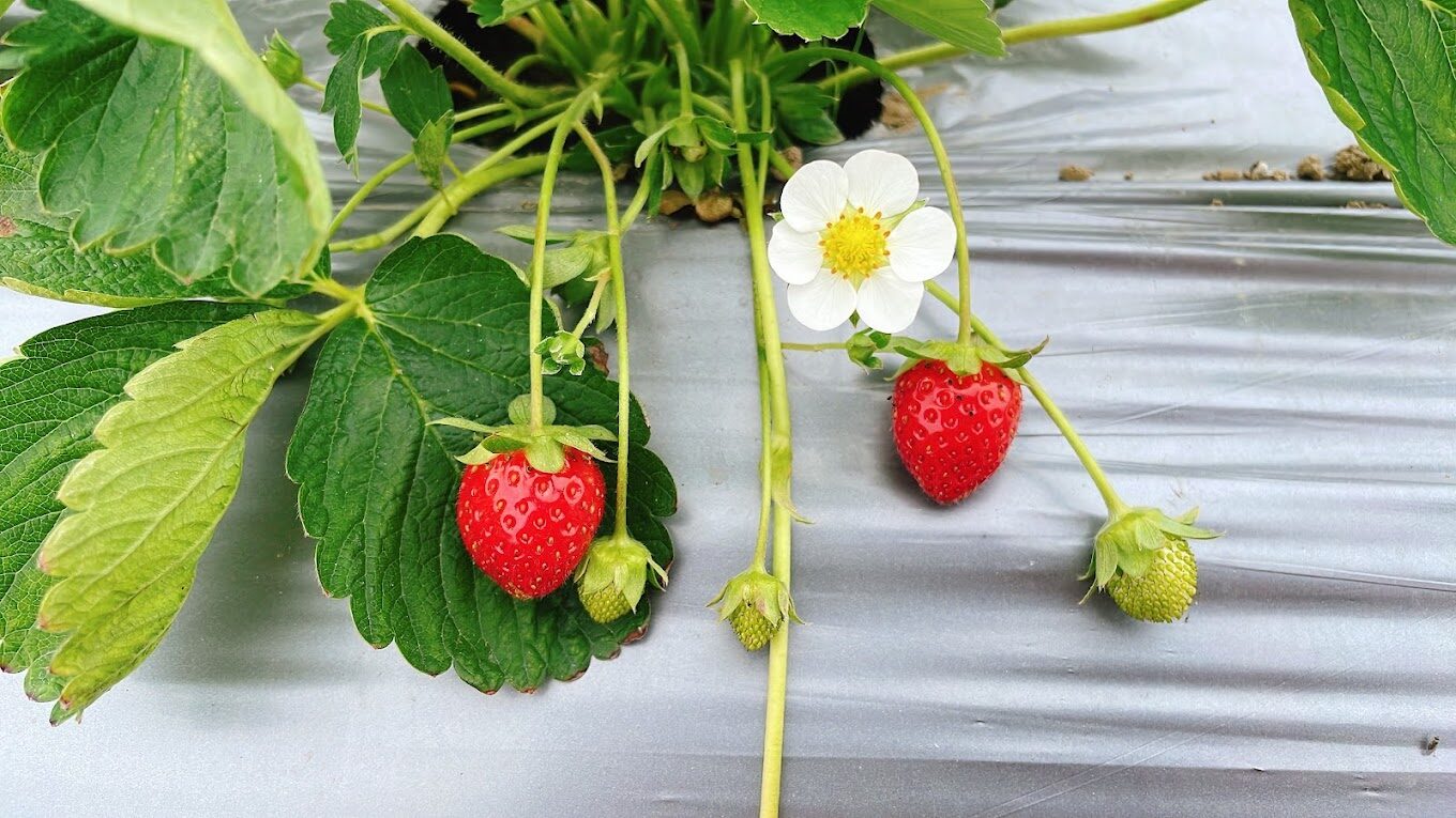 【2025春季】不可錯過的台灣採草莓景點｜享受自然美景與甜美滋味