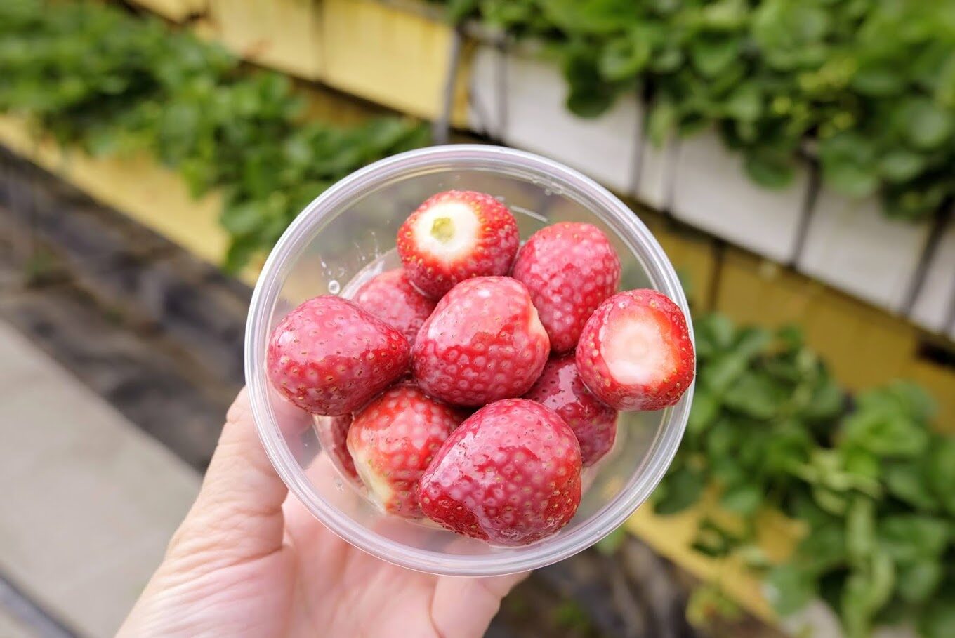 【2025春季】不可錯過的台灣採草莓景點｜享受自然美景與甜美滋味