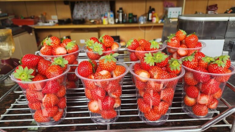 【2025春季】不可錯過的台灣採草莓景點｜享受自然美景與甜美滋味