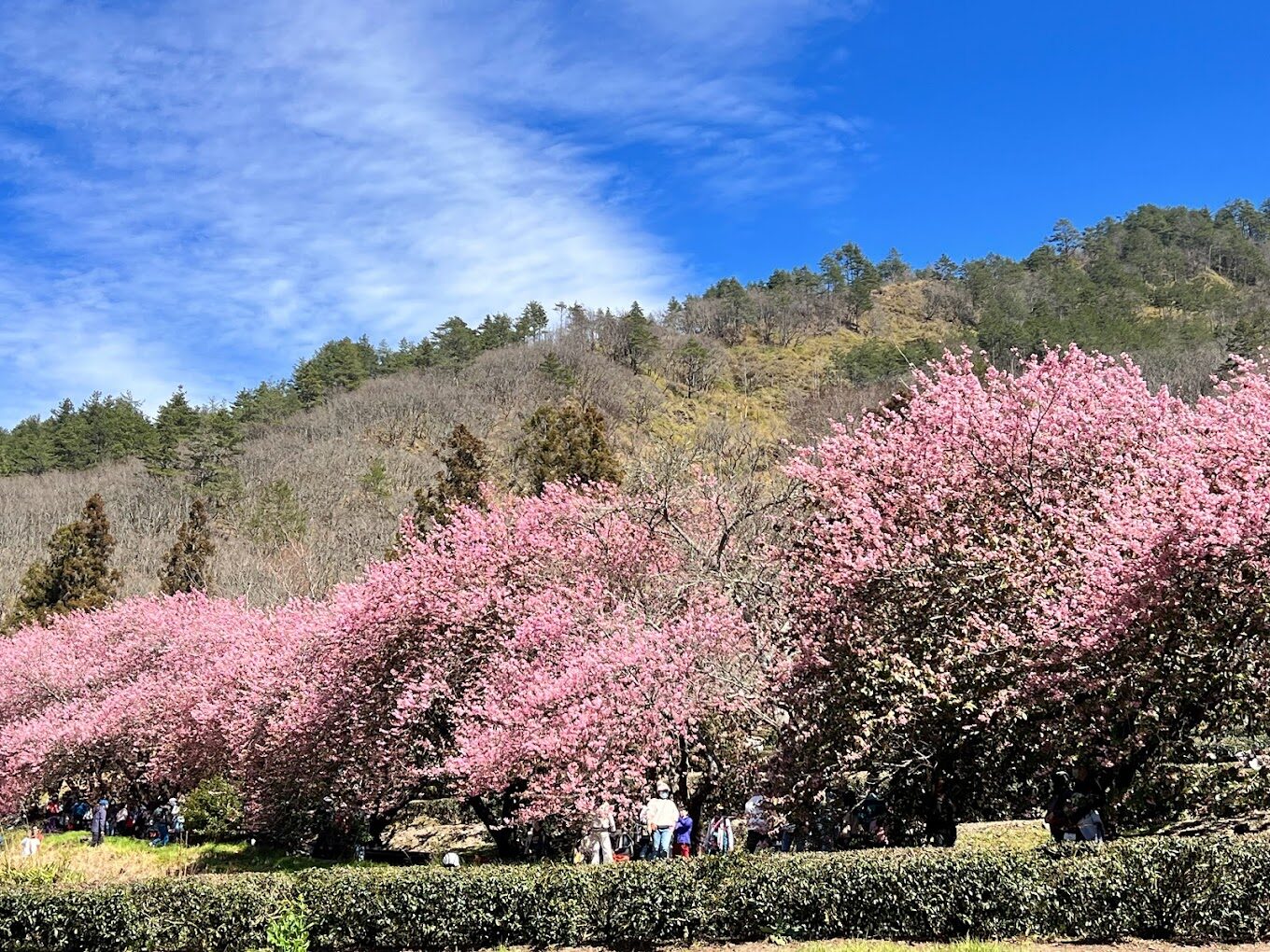 武陵農場必去的秘境景點｜連當地人都不知道！