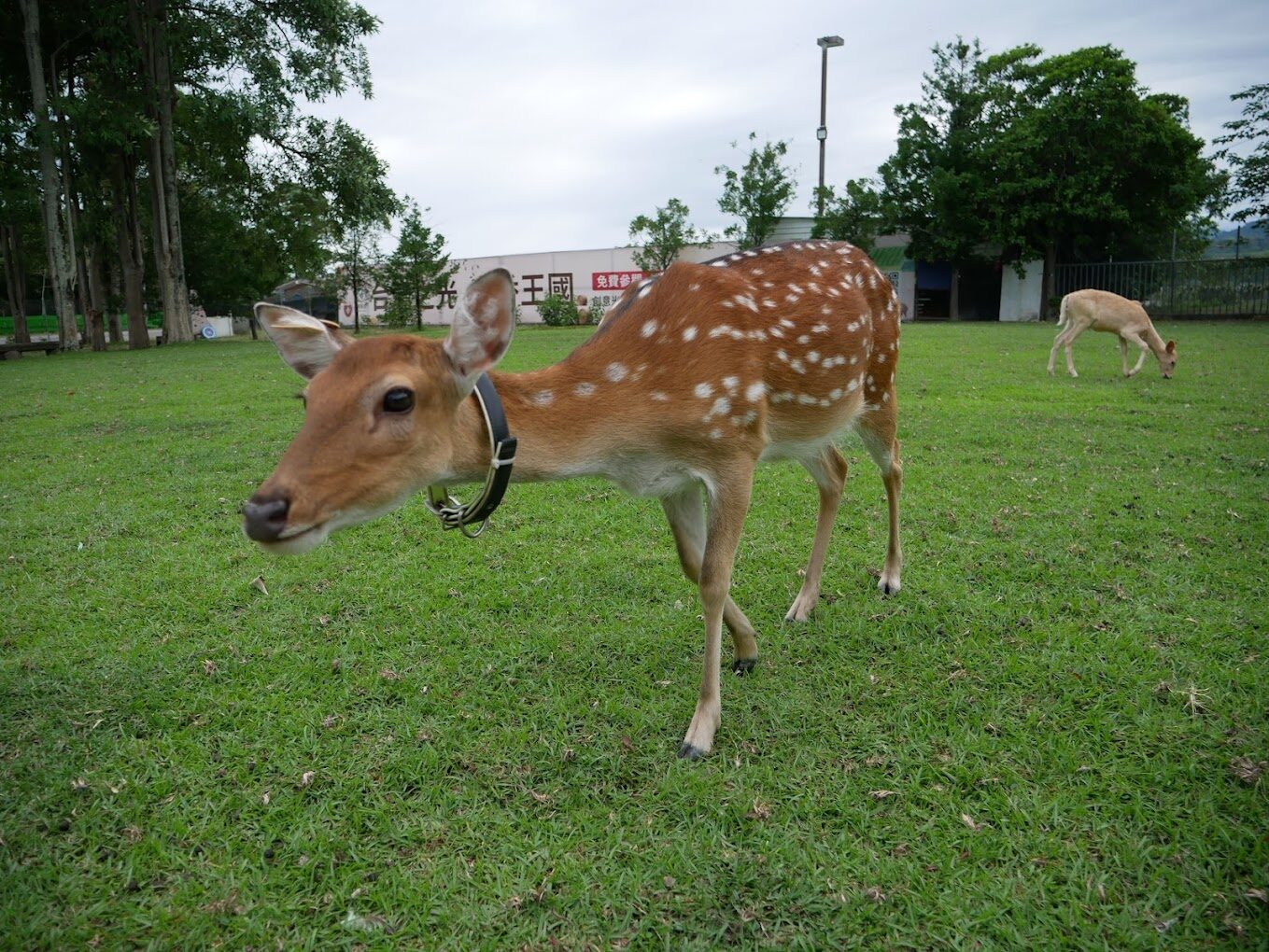 【2025】鹿野梅花鹿公園必遊攻略：5個不能錯過的精彩亮點