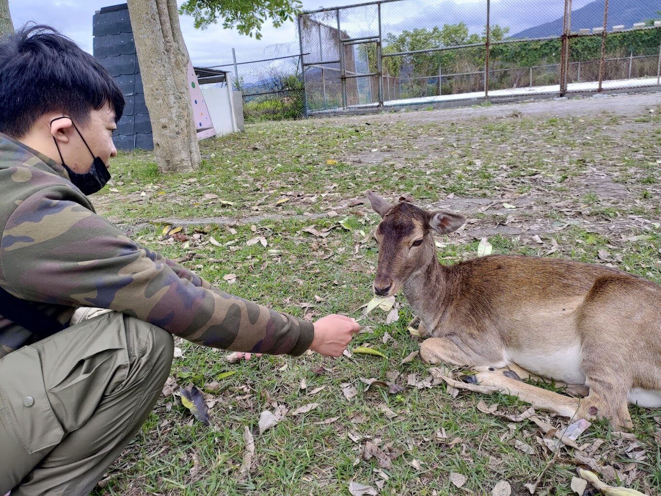 【2025】鹿野梅花鹿公園必遊攻略：5個不能錯過的精彩亮點