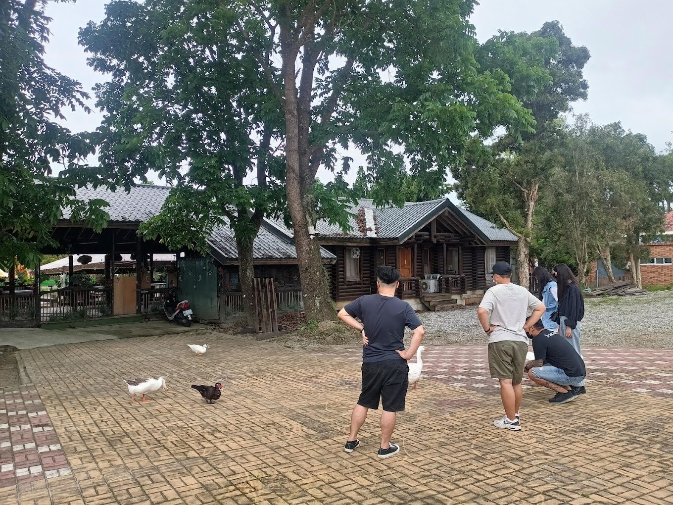 【2025】鹿野梅花鹿公園必遊攻略：5個不能錯過的精彩亮點