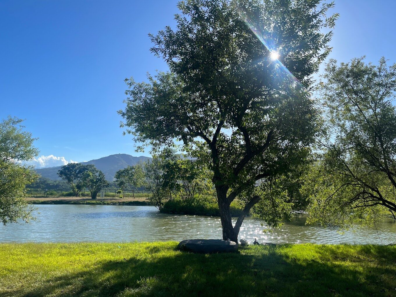【2025】鹿野梅花鹿公園必遊攻略：5個不能錯過的精彩亮點