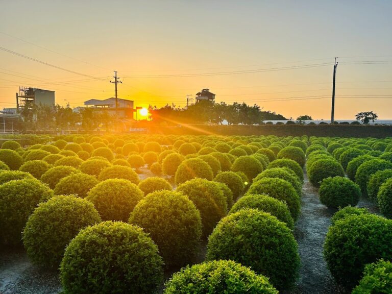 彰化田尾輕旅行：必遊的景點與特色美食推薦