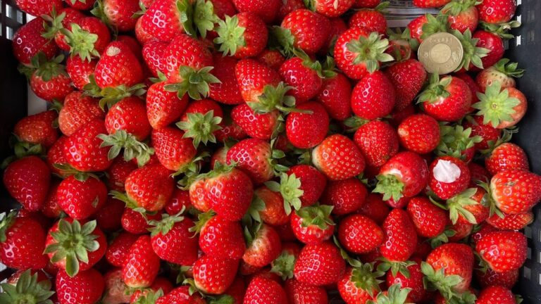 大湖草莓旅遊攻略｜品嚐不可錯過的在地美食與特產