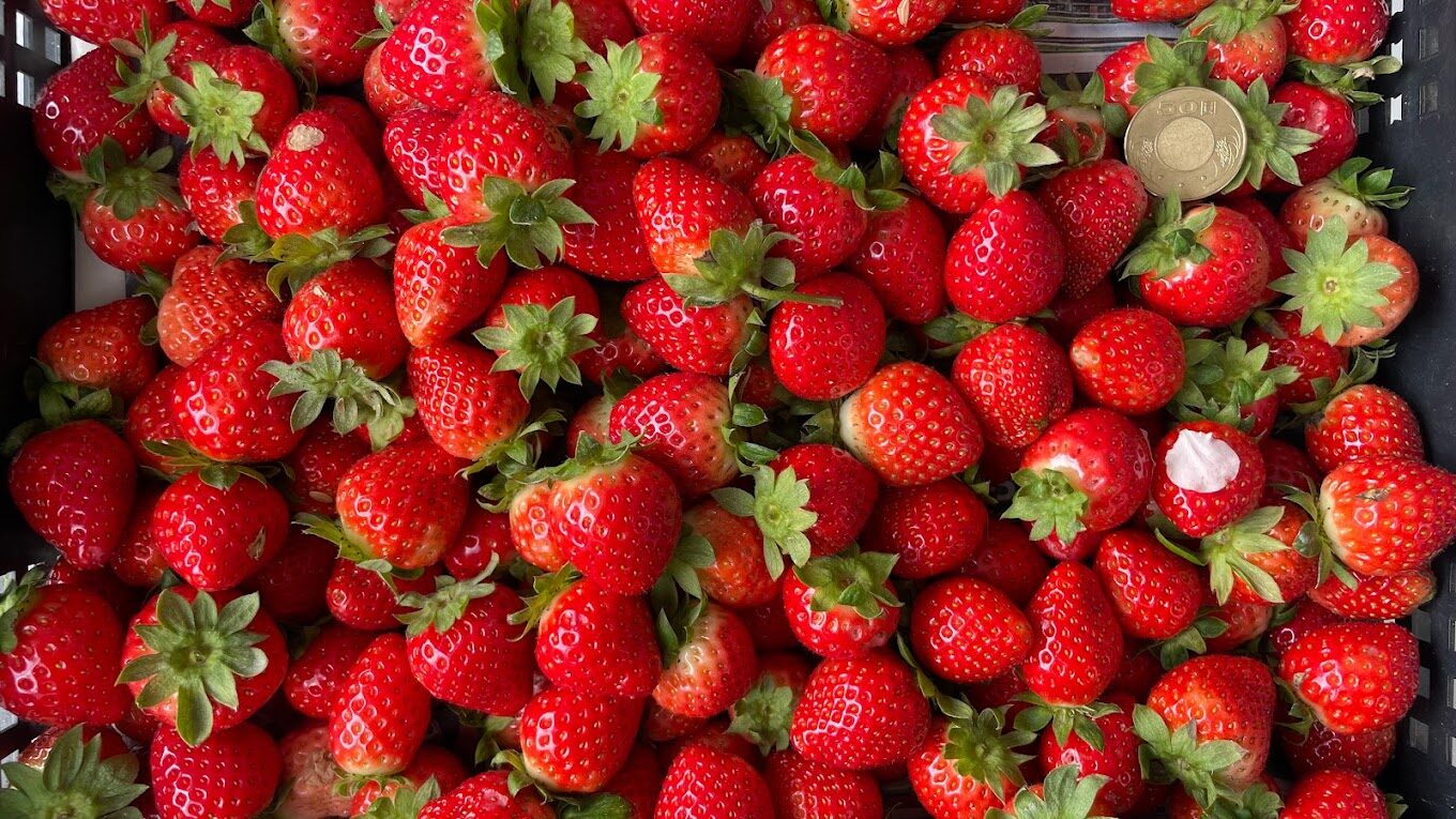 大湖草莓旅遊攻略｜品嚐不可錯過的在地美食與特產