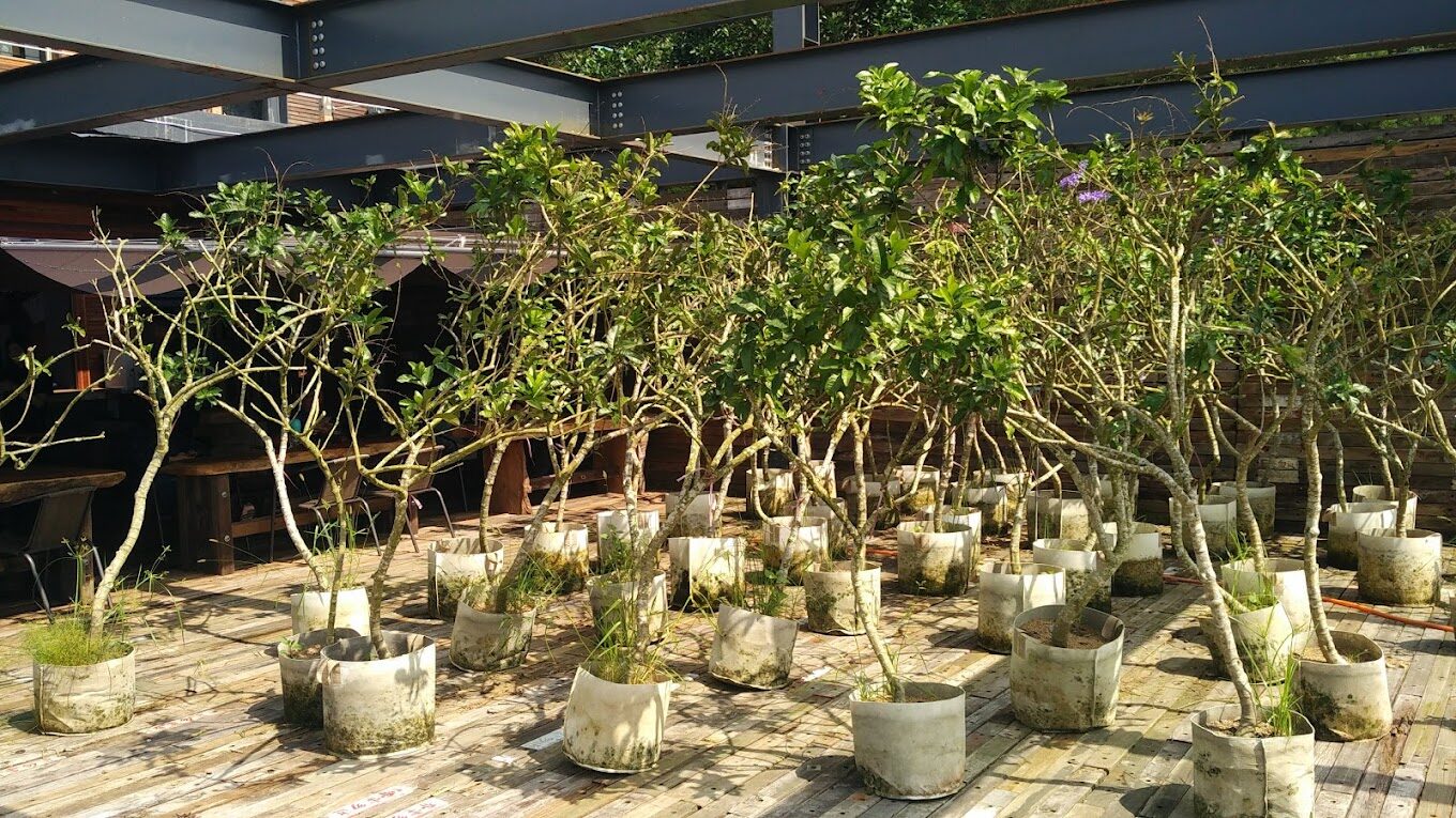 空ㄟ農場的魅力：如何在放鬆中體驗大自然的奇妙