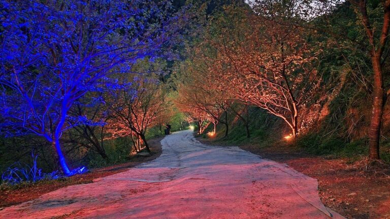 【2025三峽大熊櫻花林】必遊指南：避開人潮的最佳時間點