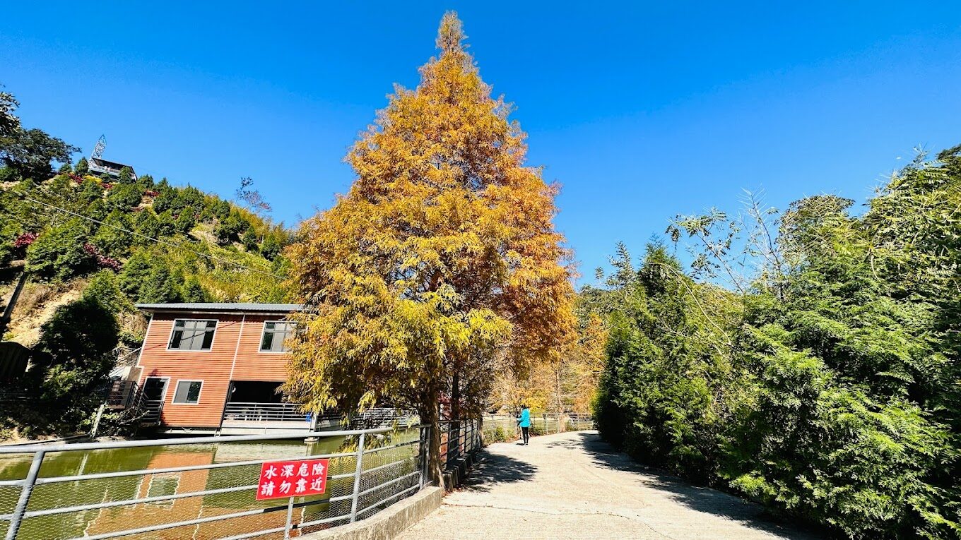 三灣落羽松秘境全景，湖面上的落羽松倒影清晰可見，呈現出秋冬特有的紅黃漸層色調