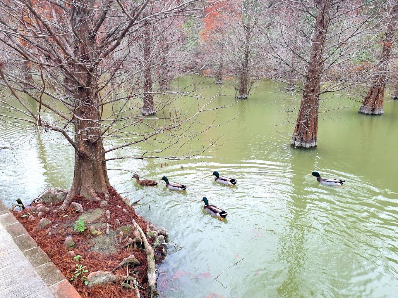 近距離拍攝落羽松葉片轉紅的細節，背景是模糊的樹林，光影層次豐富