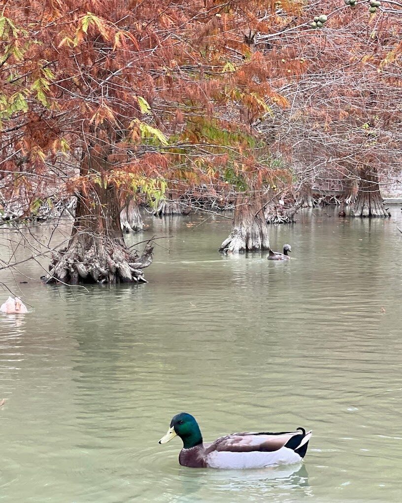 三灣落羽松秘境一角，遊客在樹下休憩，享受秋冬午後的悠閒時光