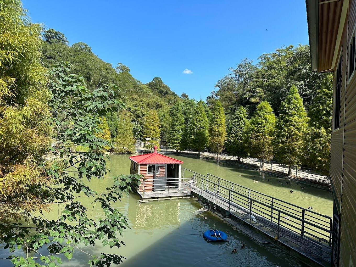 三灣落羽松秘境賞景路線：秋冬必訪的絕美景點