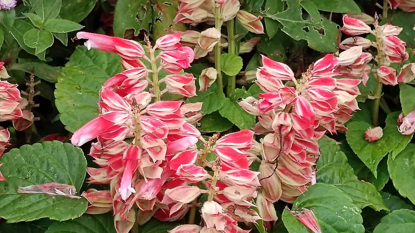 士林官邸必去景點大揭秘｜你不知道的隱藏亮點