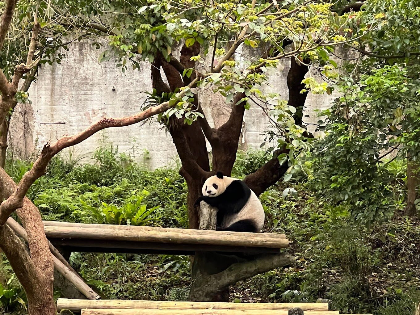 【2025】木柵動物園的不可錯過景點：你絕對不能錯過的奇觀