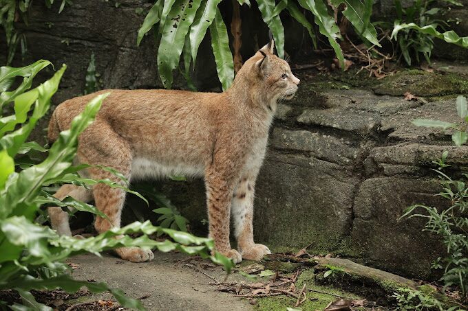 【2025】木柵動物園的不可錯過景點：你絕對不能錯過的奇觀