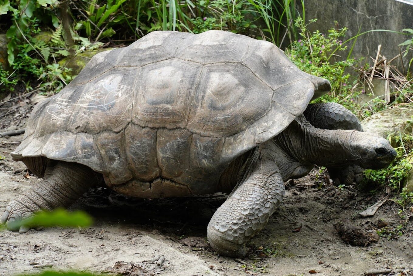 【2025】木柵動物園的不可錯過景點：你絕對不能錯過的奇觀