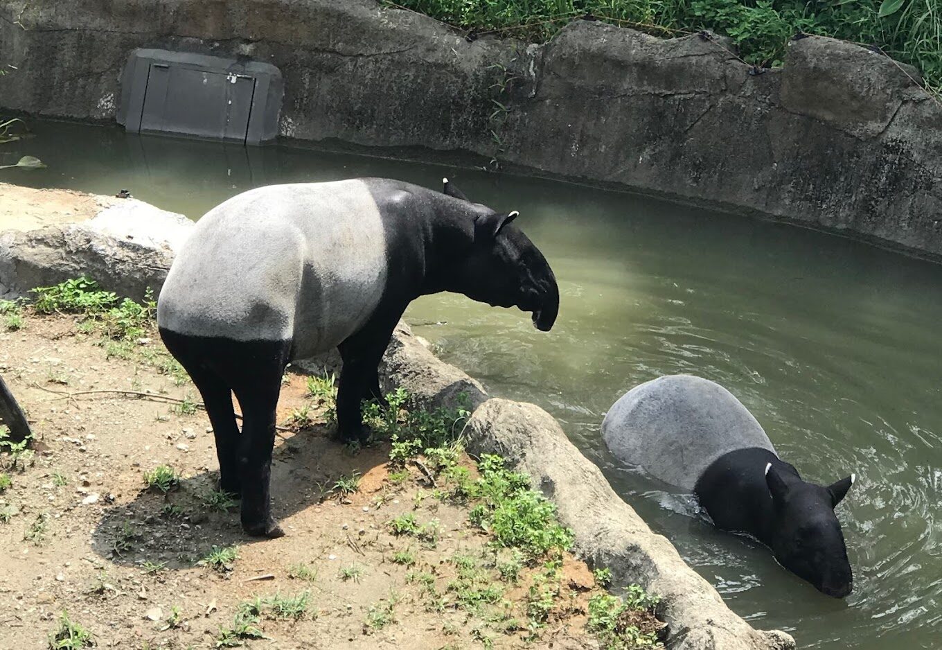 【2025】木柵動物園的不可錯過景點：你絕對不能錯過的奇觀