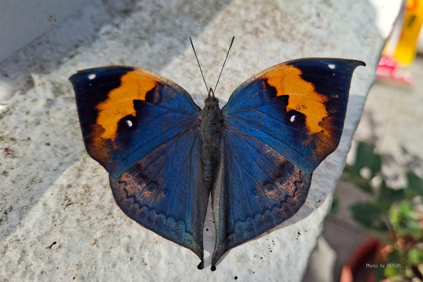【2025】木柵動物園的不可錯過景點：你絕對不能錯過的奇觀