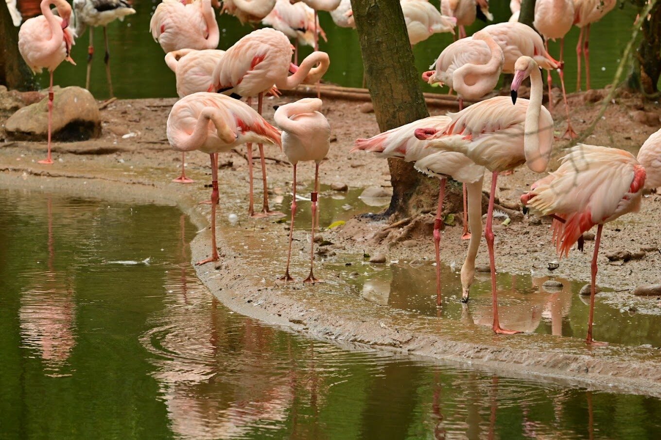 【2025】木柵動物園的不可錯過景點：你絕對不能錯過的奇觀