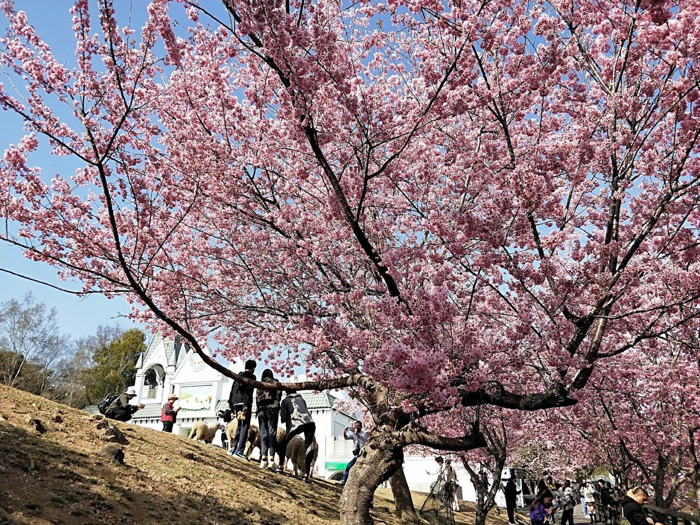台灣櫻花旅遊必知|不容錯過的最佳賞花地點