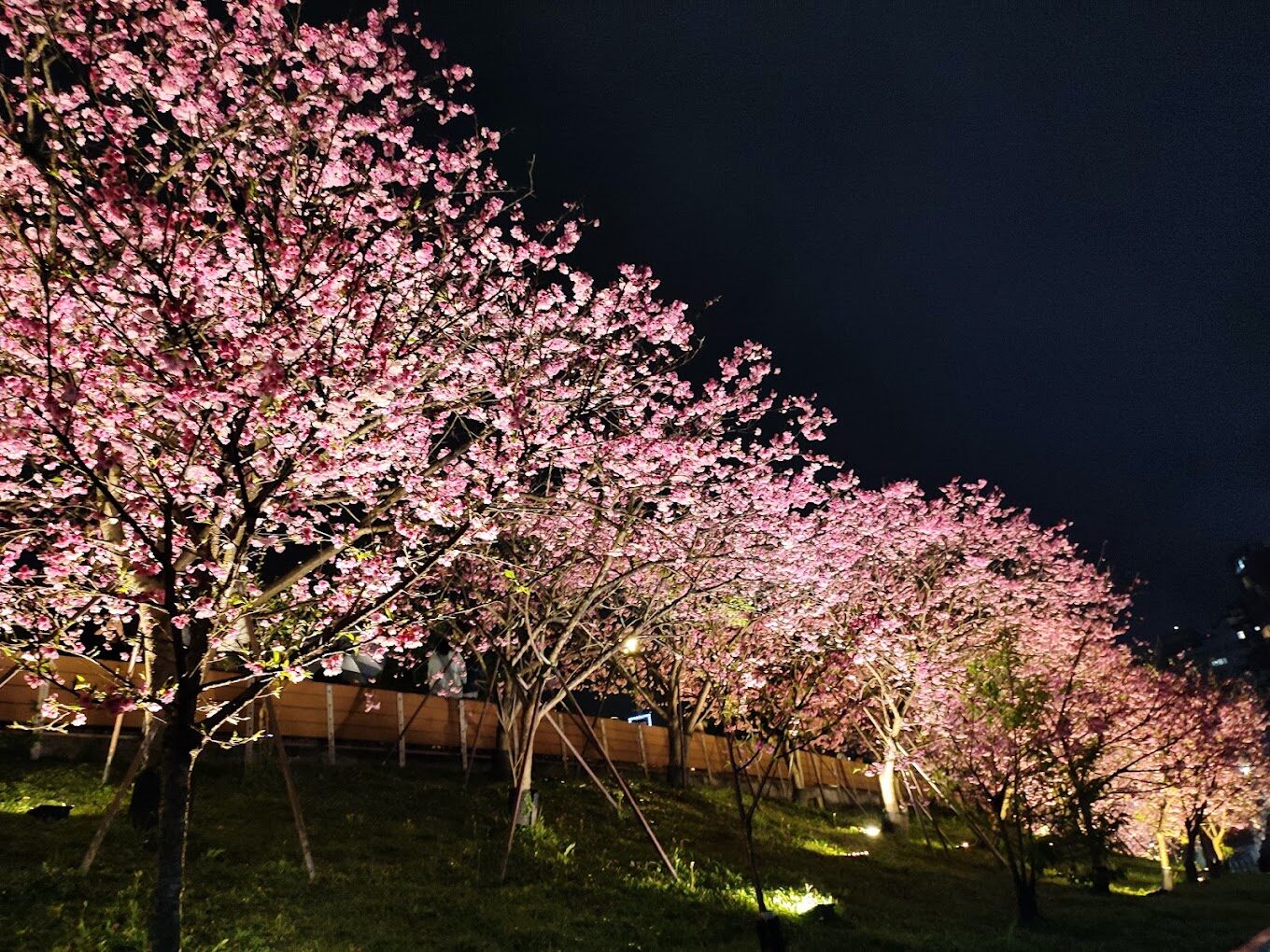 台灣櫻花旅遊必知｜不容錯過的最佳賞花地點