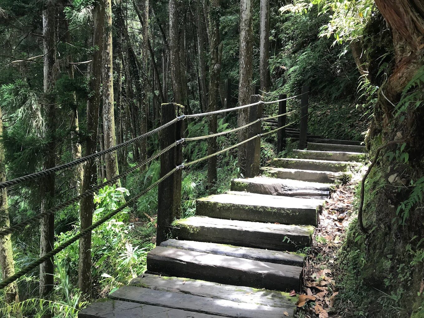 杉林溪旅遊必看！景點讓你流連忘返