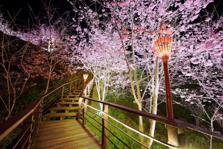 【2025】阿里山小火車絕美景點推薦｜拍照熱點不容錯過