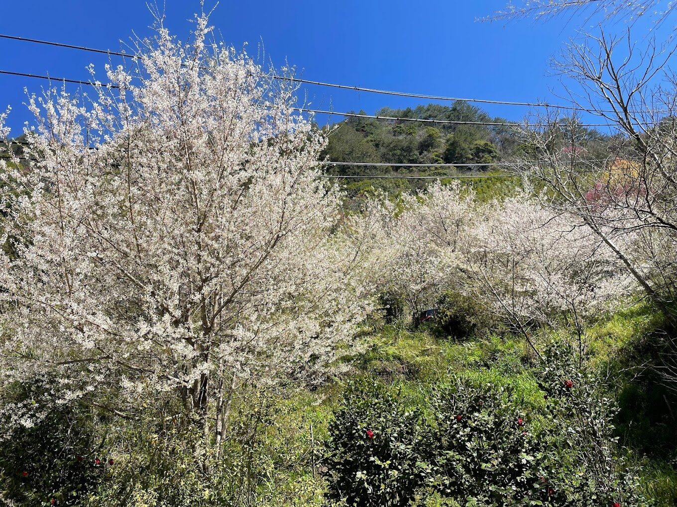 探訪司馬庫斯:台灣最隱秘的部落,不該錯過的自然秘境之旅