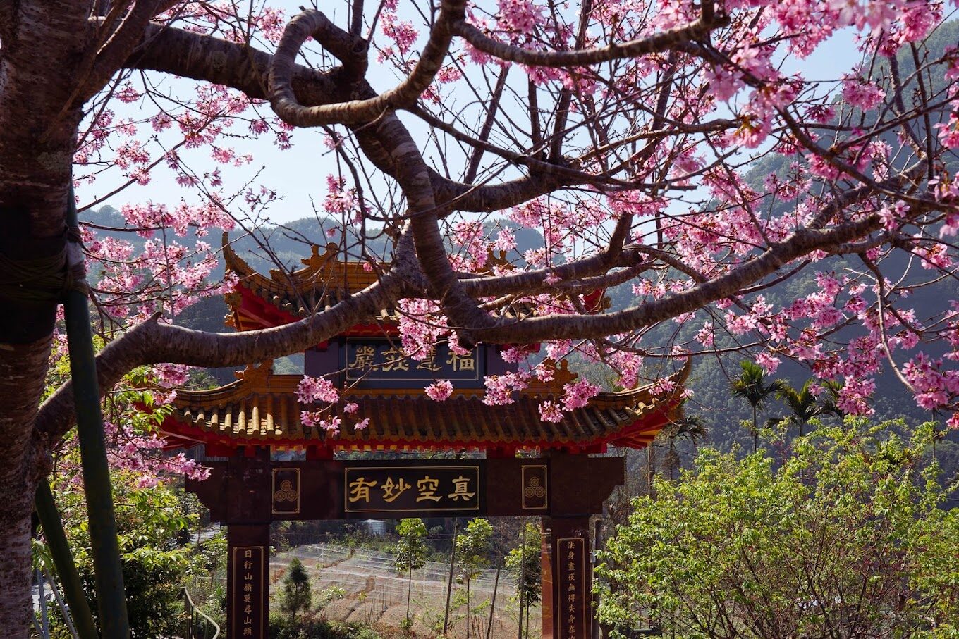 【2025】阿里山小火車絕美景點推薦｜拍照熱點不容錯過