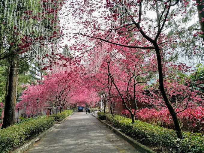 九族文化村必玩攻略：理由讓你絕不後悔這趟旅程