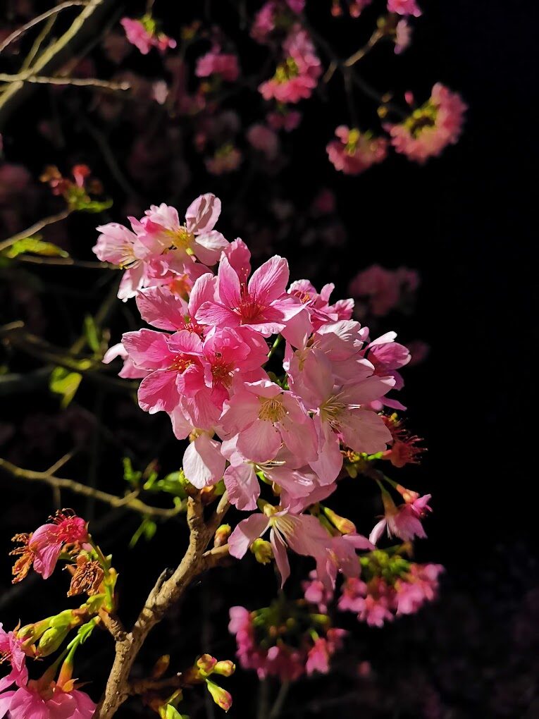 內湖樂活公園夜櫻景色，燈光與櫻花相互輝映