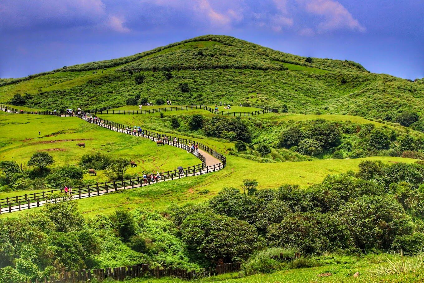 【2025】擎天崗必去景點：避開遊客潮的秘境指南