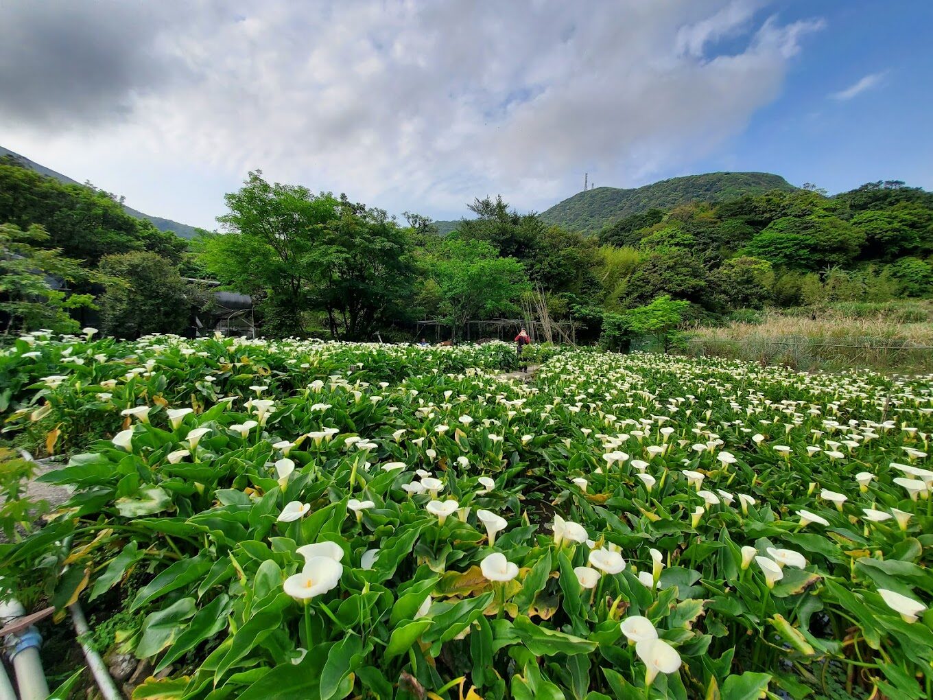 陽明山旅遊攻略｜2025年必知的不可錯過的景點