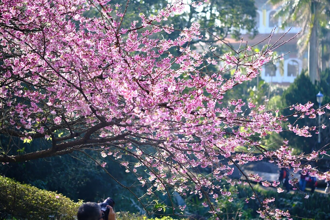 淡水天元宮櫻花盛開，粉色花海襯托壯麗天壇