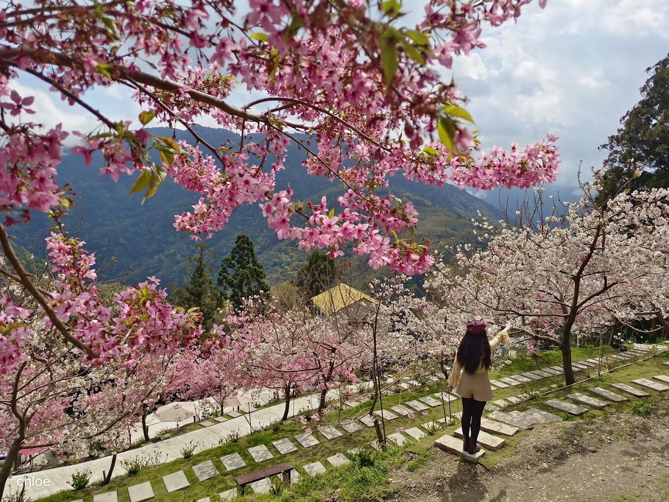 【2025】台灣櫻花季節旅遊攻略｜必訪賞櫻地點不可錯過