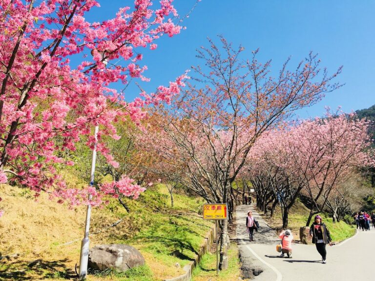 【2025】台灣櫻花季節旅遊攻略｜必訪賞櫻地點不可錯過