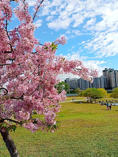 陽光運動公園河津櫻盛開，遊客於步道賞花