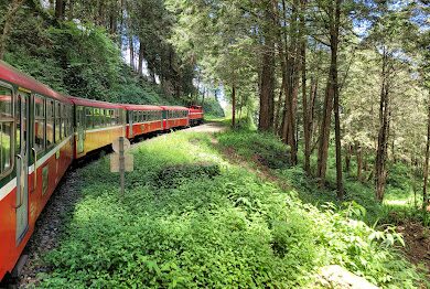 阿里山小火車必知攻略｜旅遊迷不可錯過的重要旅遊貼士