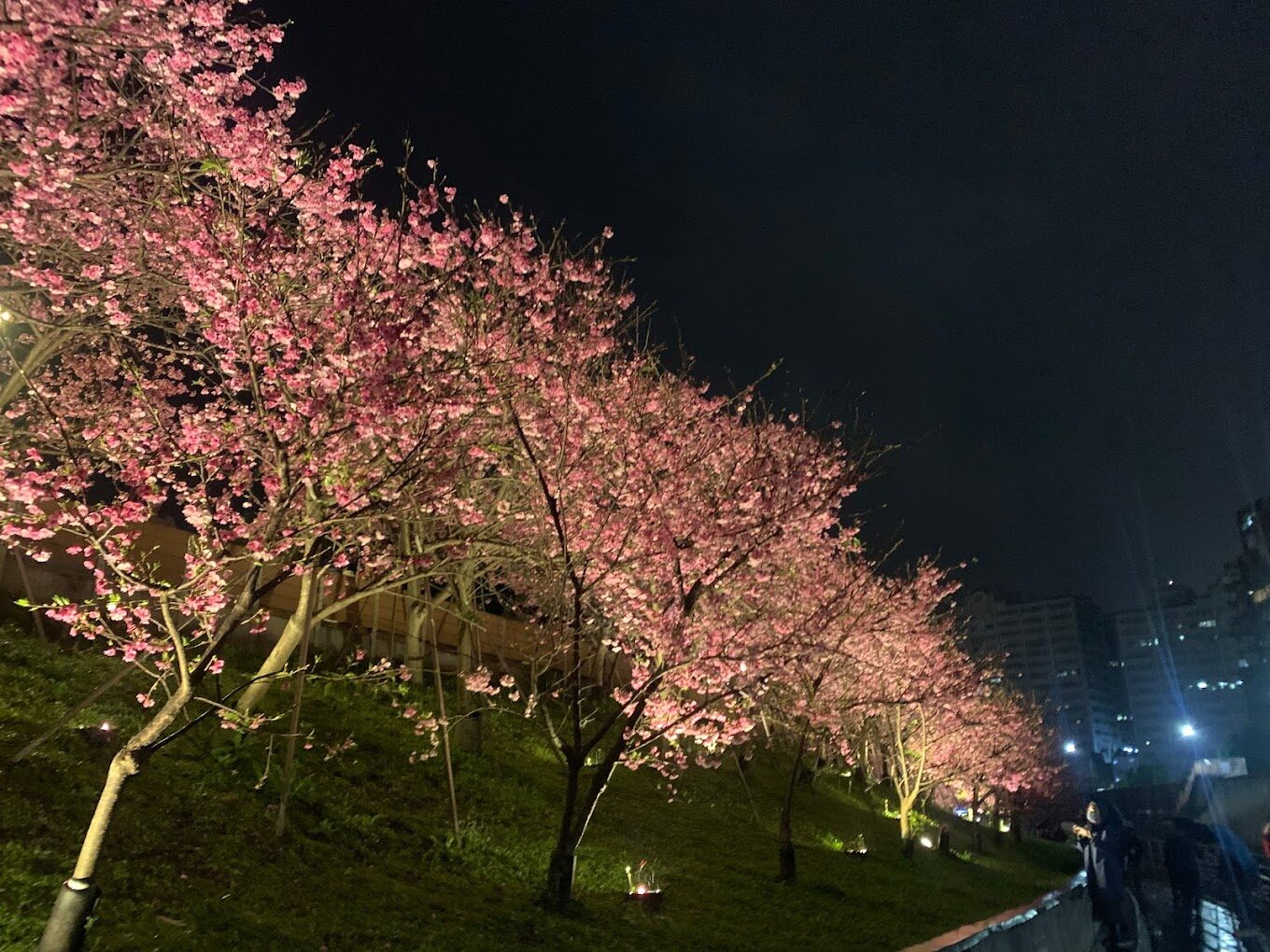 2025年台灣櫻花季必看景點推薦！絕美賞櫻地點