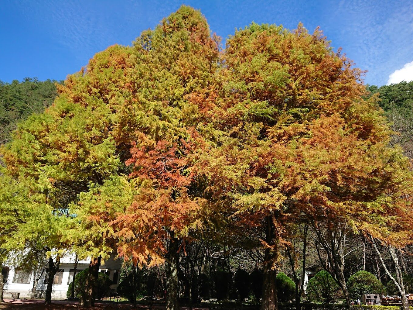 2025奧萬大旅遊指南：避開這常見錯誤，盡享絕美楓紅季