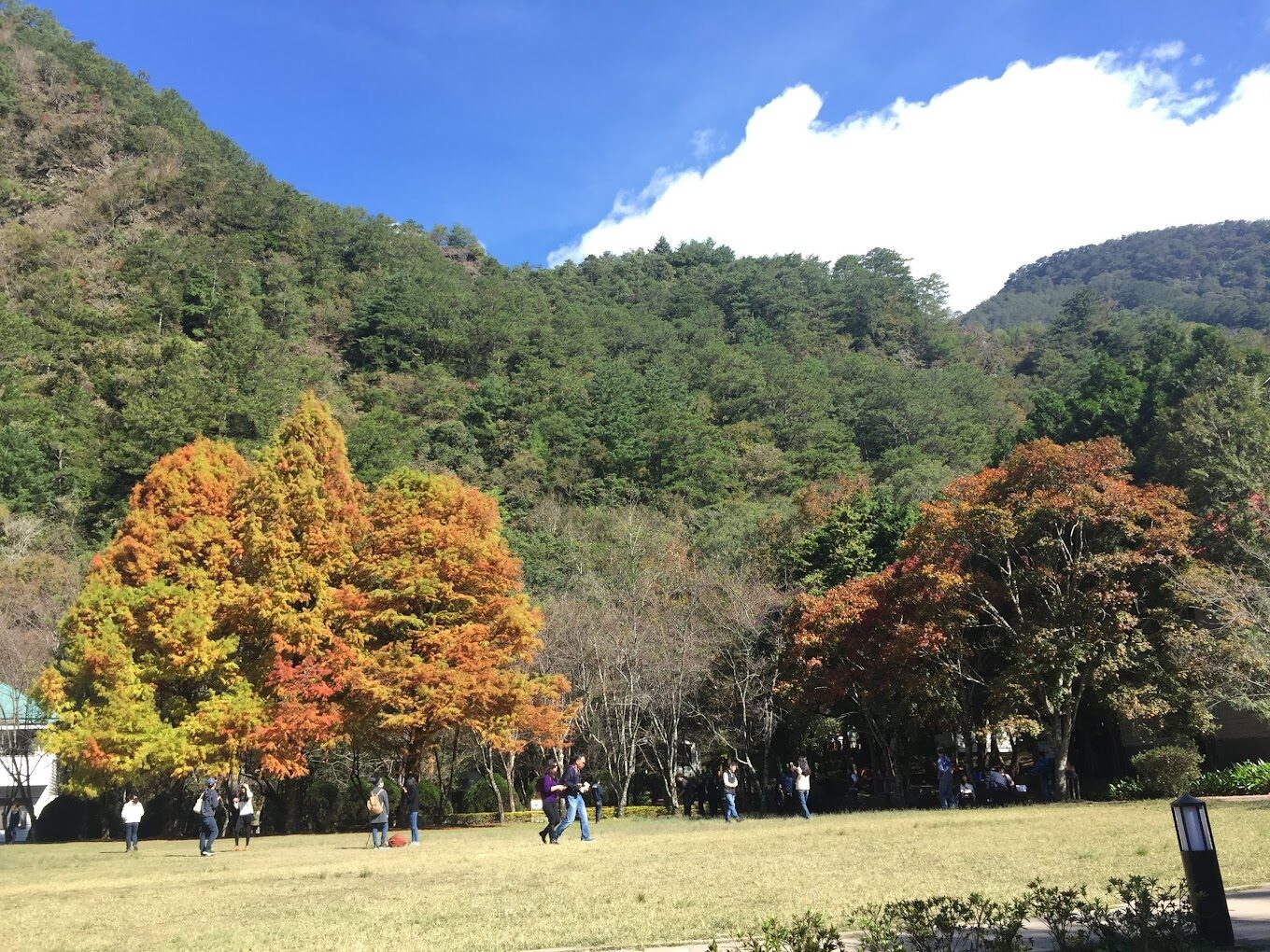 2025奧萬大旅遊指南：避開這常見錯誤，盡享絕美楓紅季