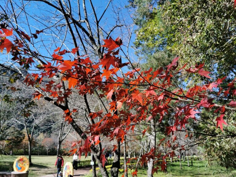 2025奧萬大旅遊指南：避開這常見錯誤，盡享絕美楓紅季